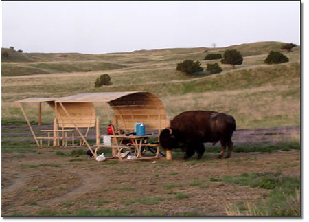 Buffalo scratching in campground